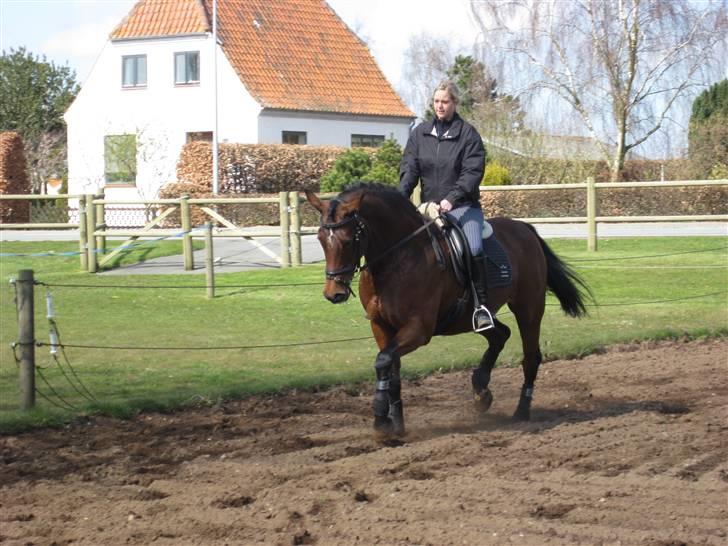 Dansk Varmblod Monlight.passer den ikmer billede 2