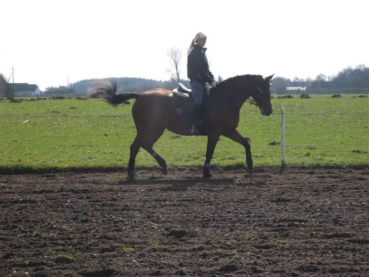 Dansk Varmblod Monlight.passer den ikmer billede 3