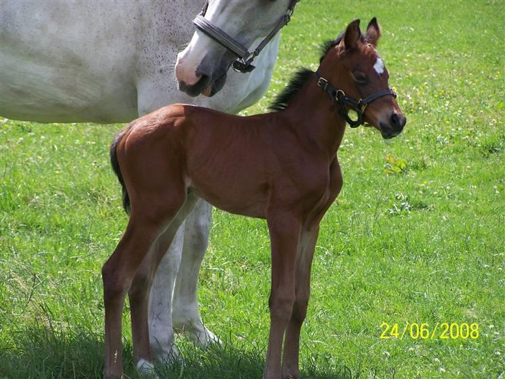 Dansk Varmblod Sandsøgårds Terca - Er jeg ikke bare fin billede 8