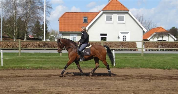 Dansk Varmblod Monlight.passer den ikmer billede 4
