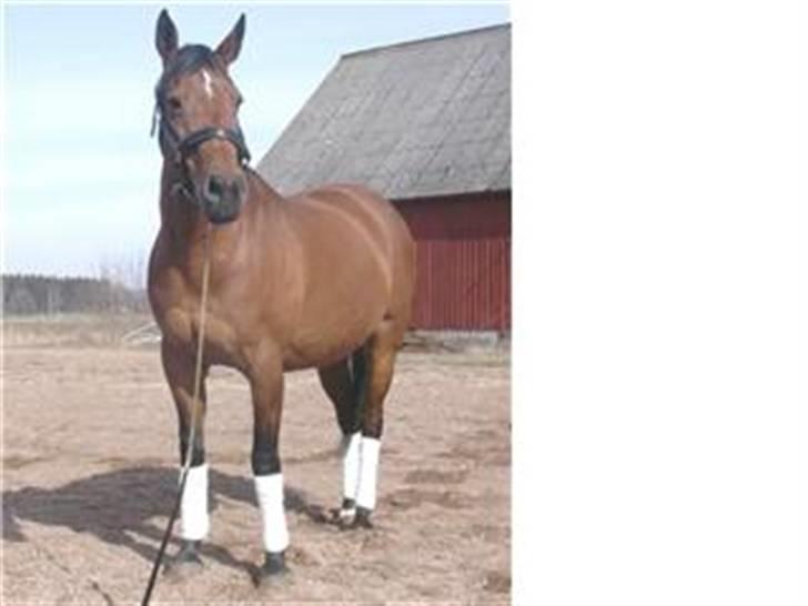 Dansk Varmblod Monlight.passer den ikmer billede 5