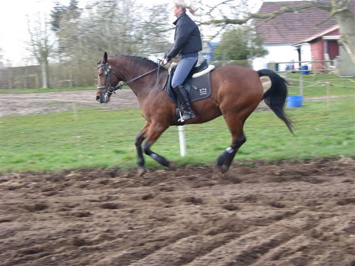 Dansk Varmblod Monlight.passer den ikmer billede 6