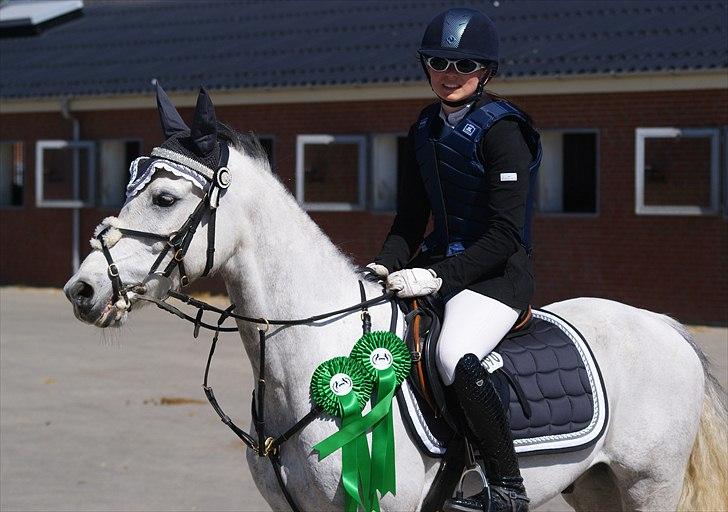 Welsh Partbred (Sec F) Myrebjergets Skywalker | A - (Billede 17) Middelfart landstævne <3 billede 12