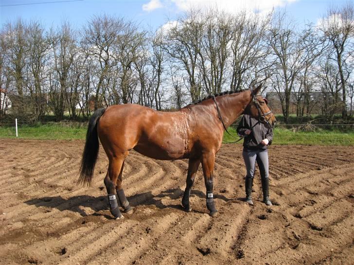 Dansk Varmblod Monlight.passer den ikmer billede 7