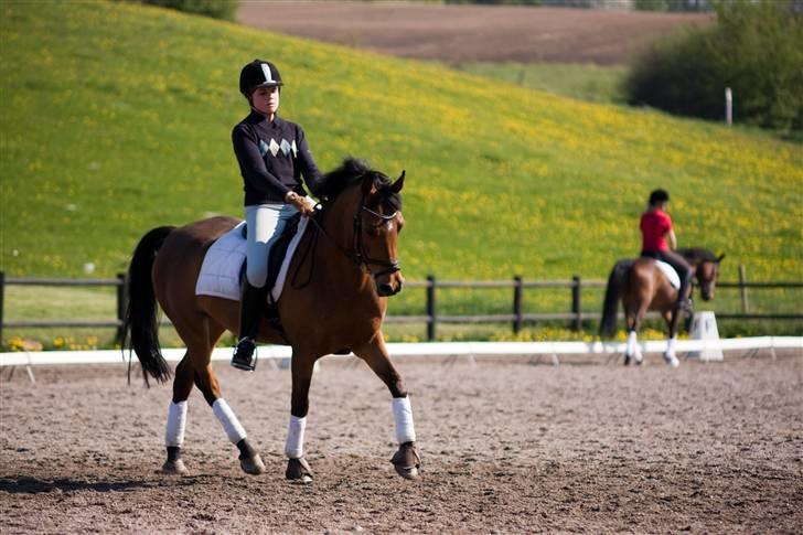 Anden særlig race Ryttergårdens Nika-SOLGT- billede 8