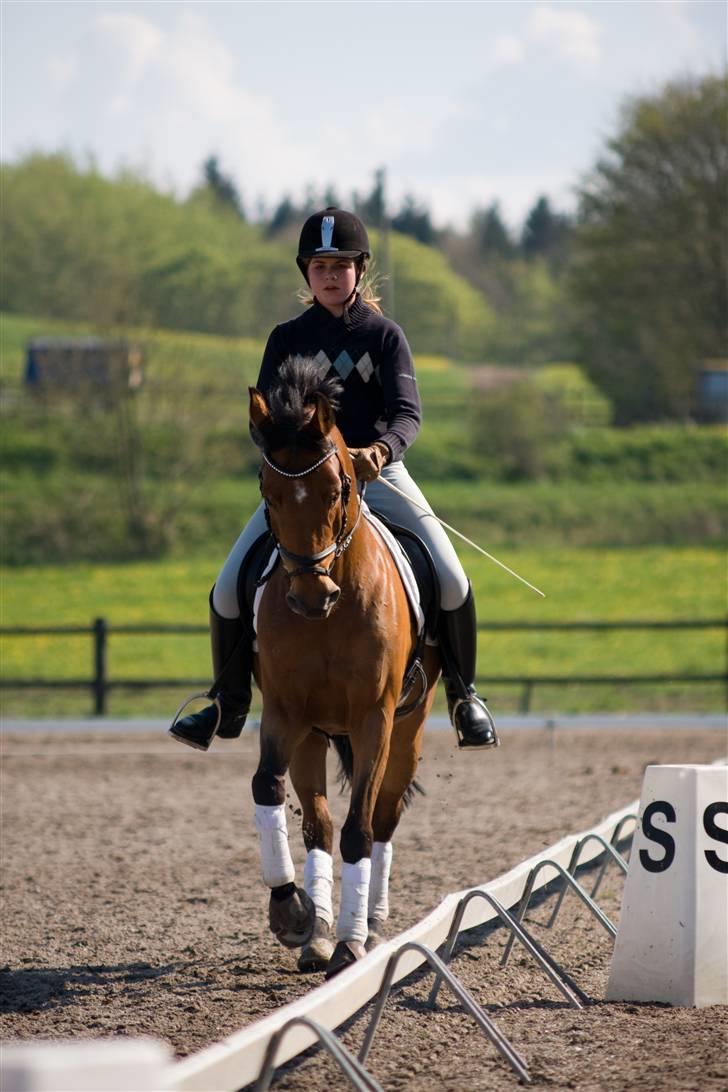 Anden særlig race Ryttergårdens Nika-SOLGT- billede 9