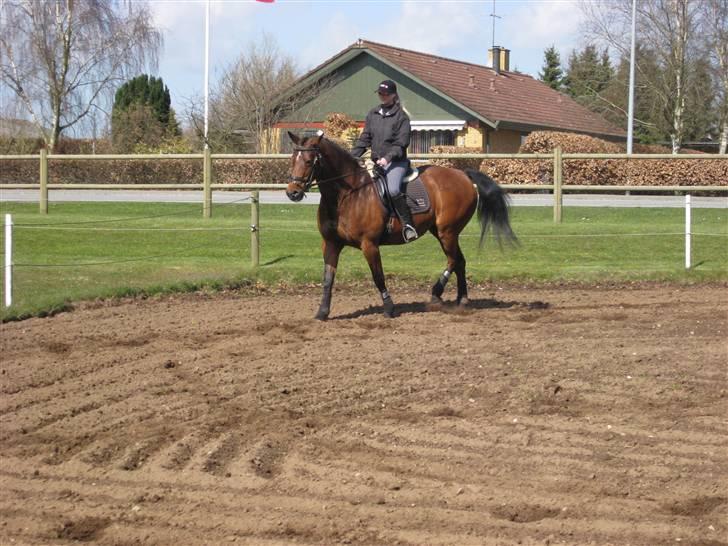 Dansk Varmblod Monlight.passer den ikmer billede 8