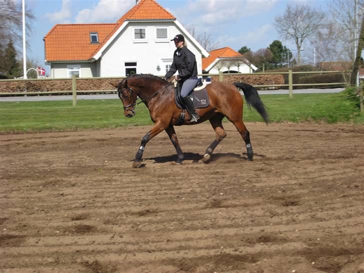 Dansk Varmblod Monlight.passer den ikmer billede 9