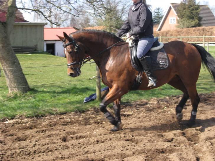 Dansk Varmblod Monlight.passer den ikmer billede 10