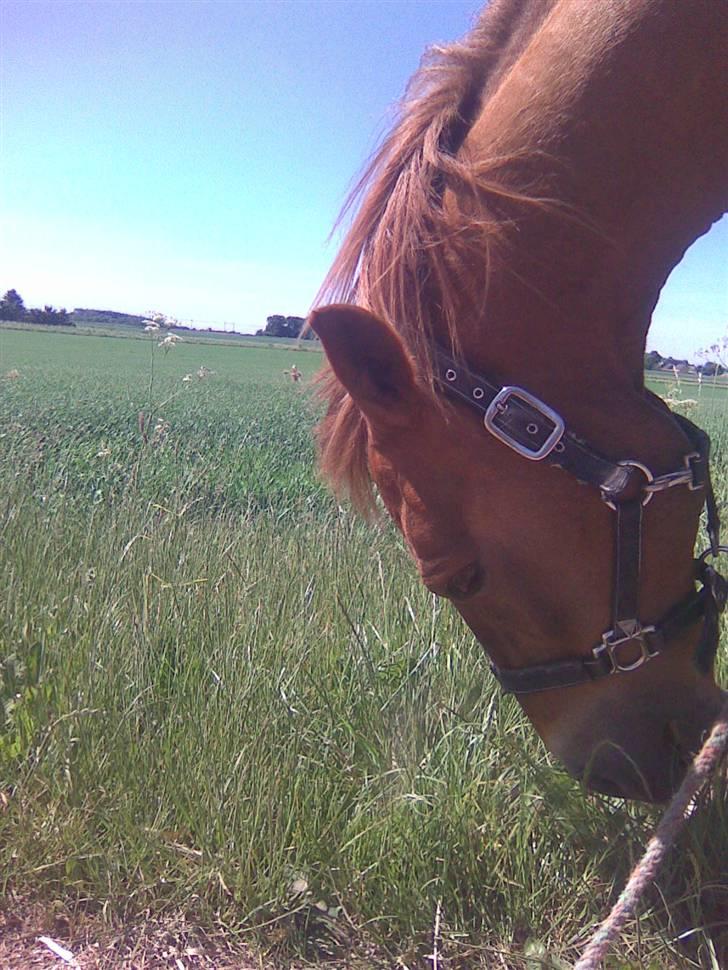 Anden særlig race Oliver - Prinsen tidl. pony billede 16