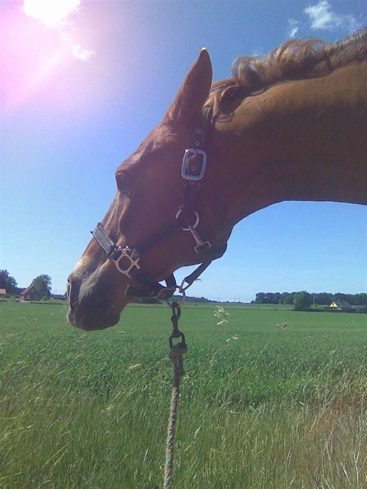 Anden særlig race Oliver - Prinsen tidl. pony billede 17