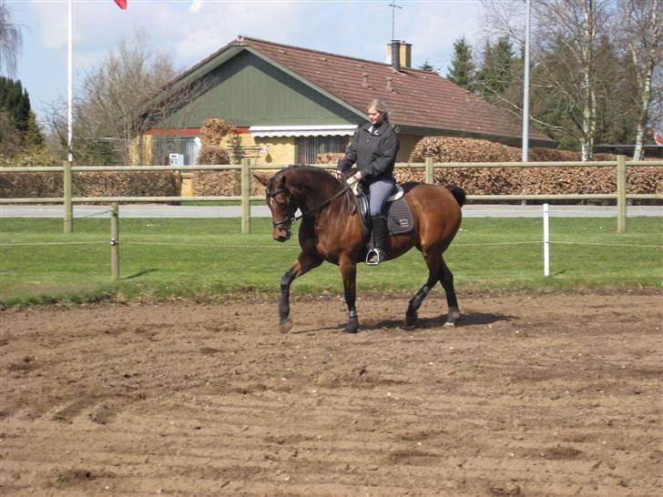 Dansk Varmblod Monlight.passer den ikmer billede 11