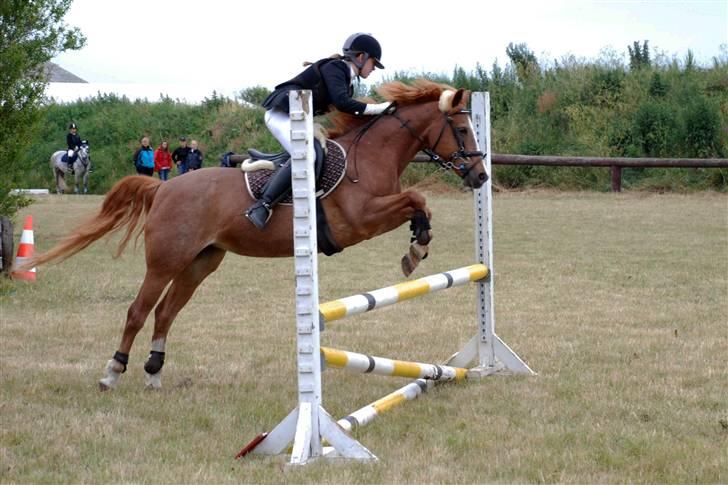 Hollandsk Sportspony caya - stævne på min lille skatt hun er så dygtig vandt faktisk klassen....      nørrehostrup. billede 7