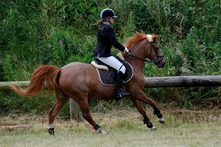 Hollandsk Sportspony caya - og vi tager lige en langside... hehe min lille speedy gonzales.            nørrehostrup. billede 8