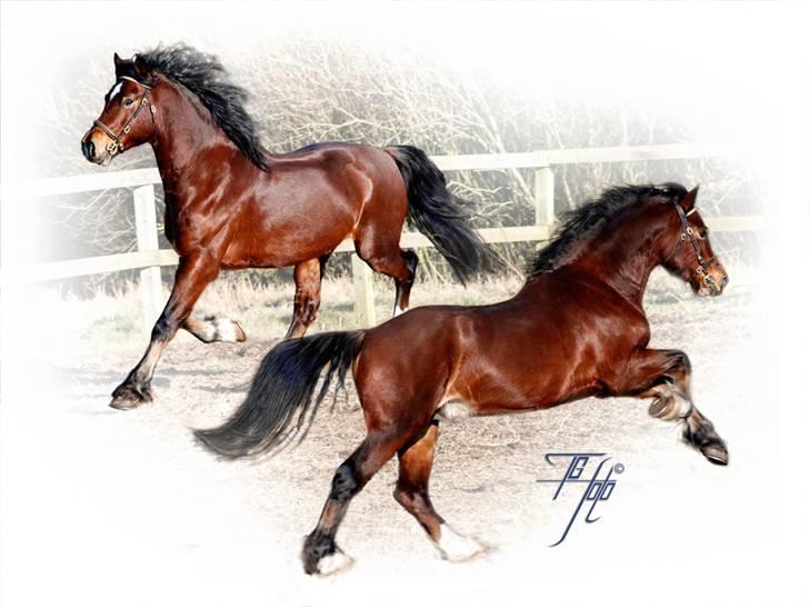 Welsh Cob (sec D) De Busies High Spirits - Min danser billede 10