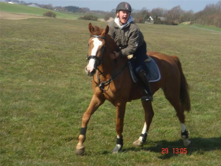 Anden særlig race Baloulot Z (givet væk) billede 1