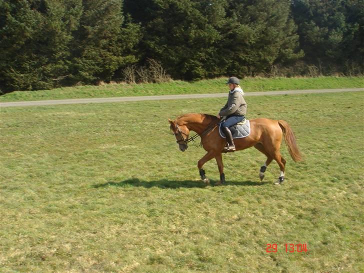 Anden særlig race Baloulot Z (givet væk) billede 2