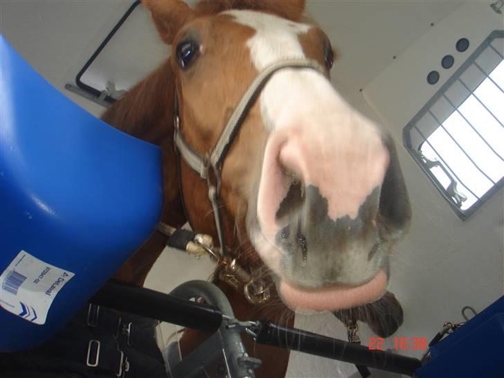 Anden særlig race Baloulot Z (givet væk) billede 3