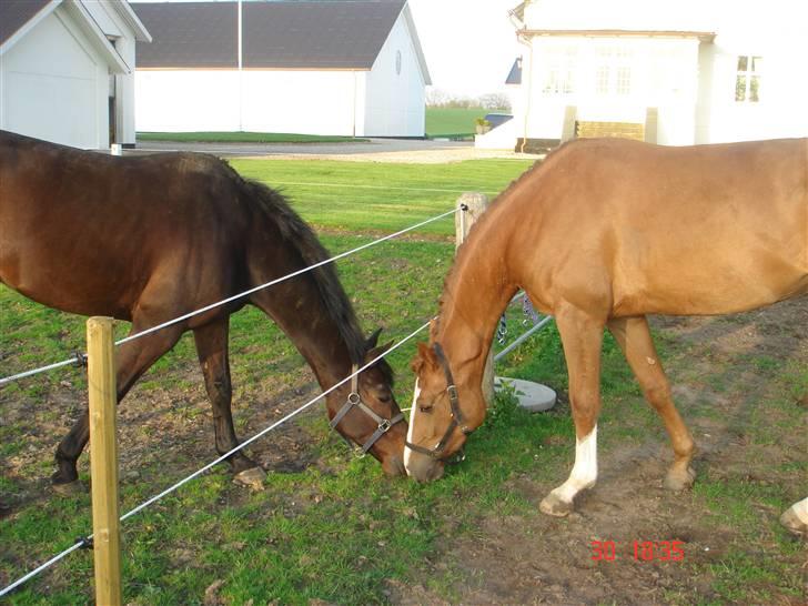 Anden særlig race Baloulot Z (givet væk) billede 4