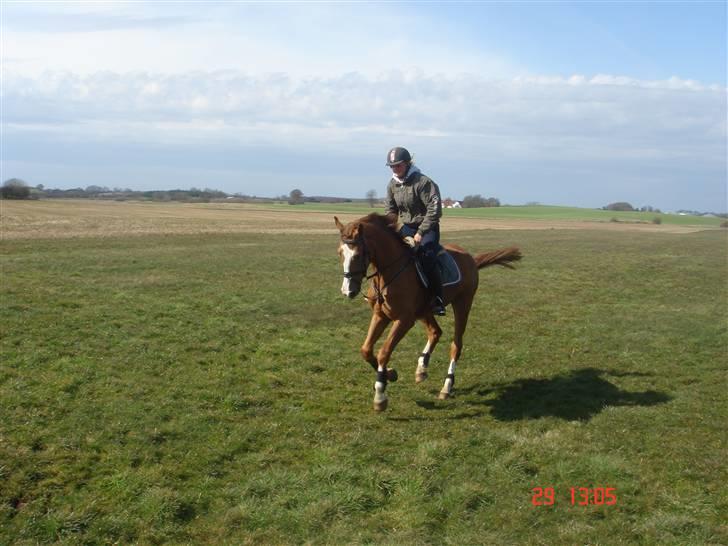 Anden særlig race Baloulot Z (givet væk) billede 5