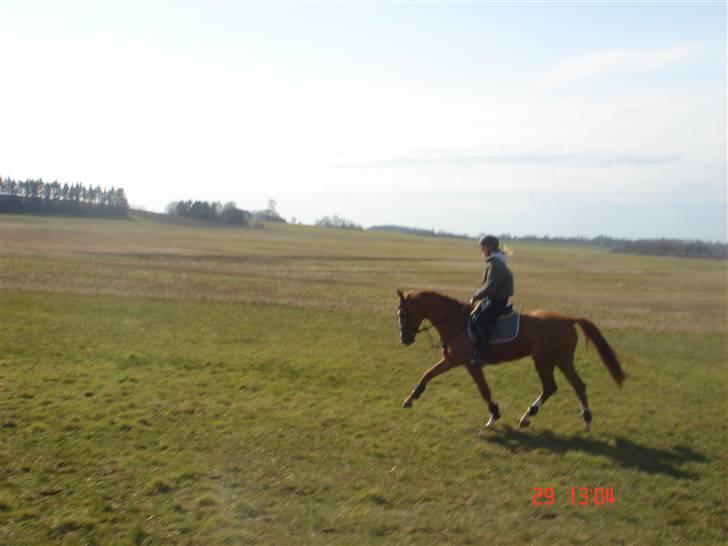 Anden særlig race Baloulot Z (givet væk) billede 7