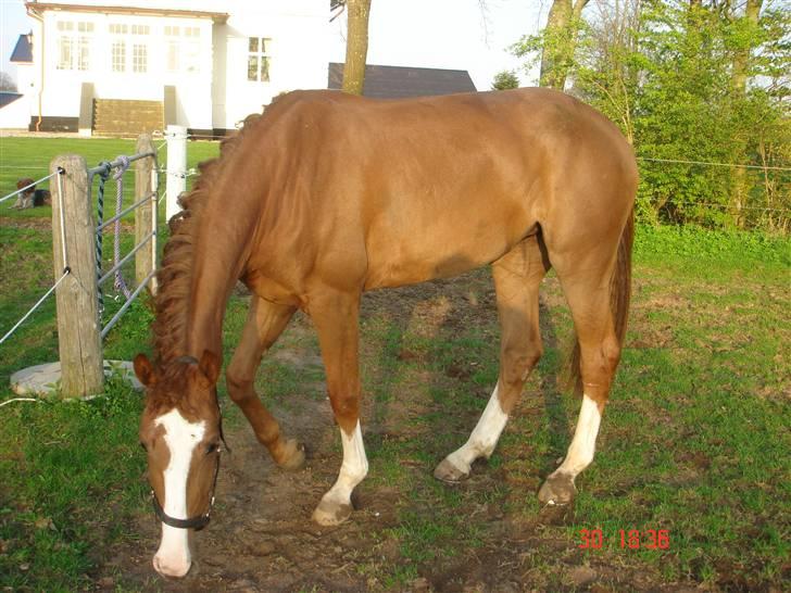 Anden særlig race Baloulot Z (givet væk) billede 8