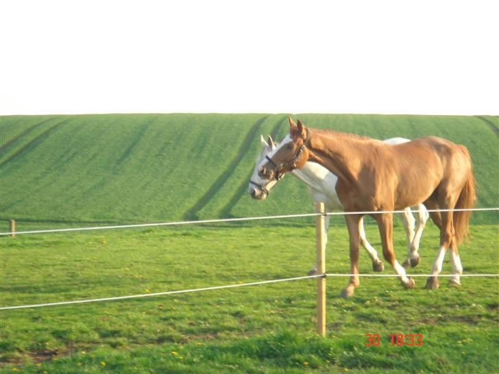 Anden særlig race Baloulot Z (givet væk) billede 16