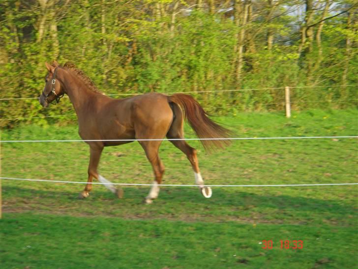 Anden særlig race Baloulot Z (givet væk) billede 17