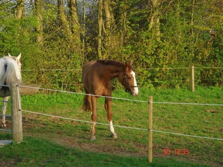 Anden særlig race Baloulot Z (givet væk) billede 18