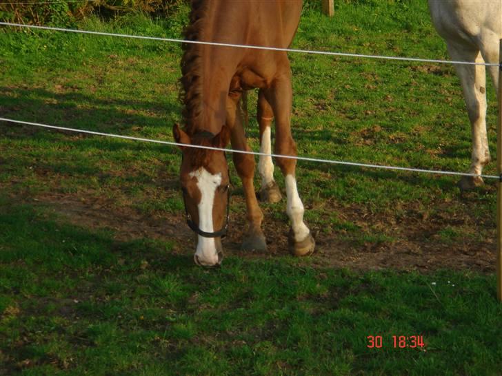 Anden særlig race Baloulot Z (givet væk) billede 19