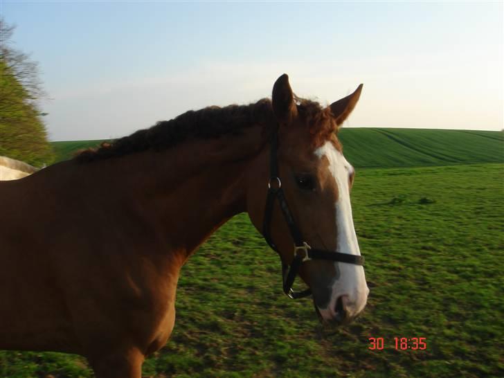 Anden særlig race Baloulot Z (givet væk) billede 20