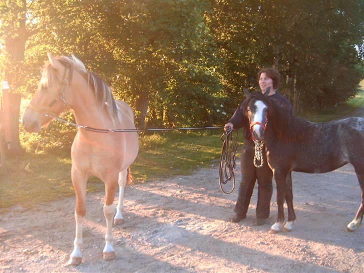 Anden særlig race Simba  - Simba 15½ mdr. billede 2
