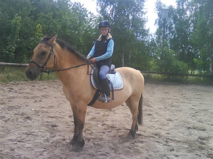 Anden særlig race teddy - teddy står pænt billede 1