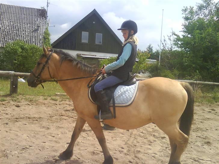 Anden særlig race teddy billede 2