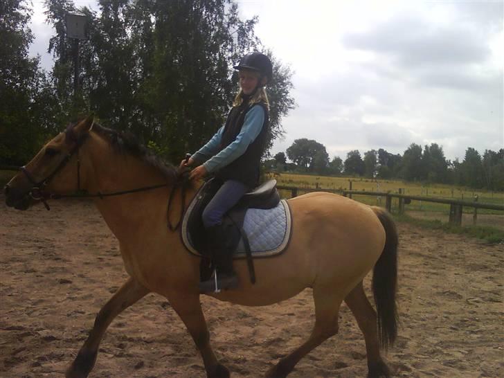 Anden særlig race teddy billede 3