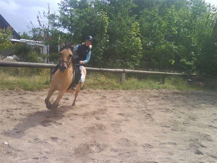 Anden særlig race teddy billede 4