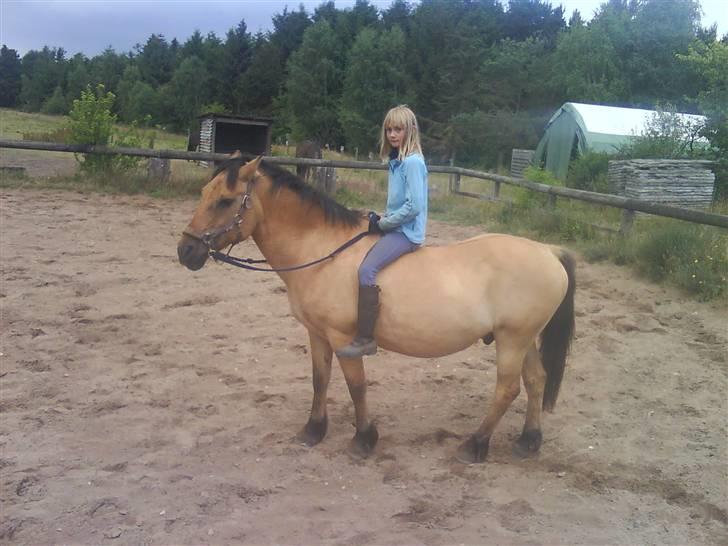 Anden særlig race teddy billede 5