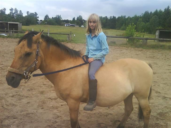 Anden særlig race teddy billede 6