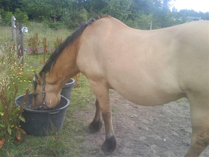 Anden særlig race teddy billede 7