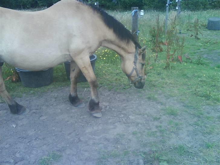 Anden særlig race teddy billede 8