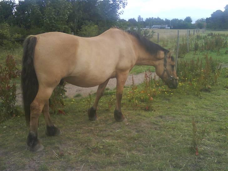 Anden særlig race teddy billede 9