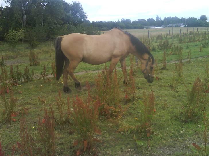 Anden særlig race teddy billede 10
