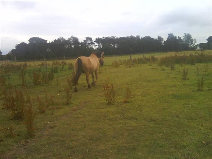 Anden særlig race teddy billede 11