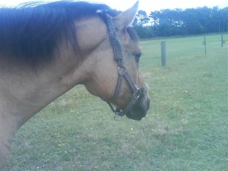 Anden særlig race teddy billede 12