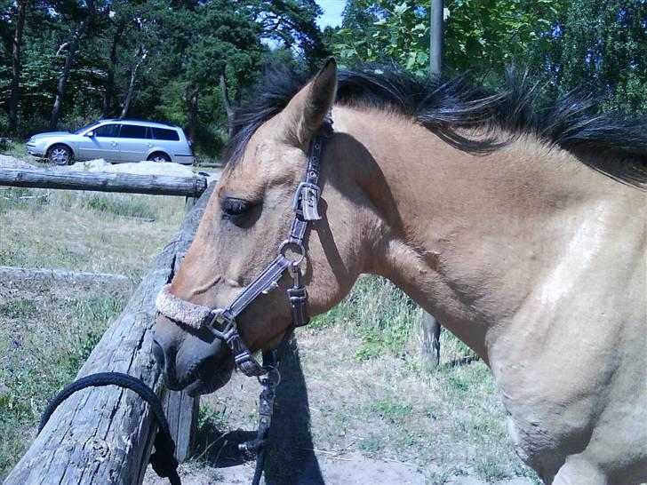 Anden særlig race teddy billede 13