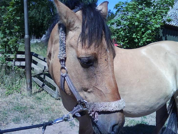 Anden særlig race teddy billede 14