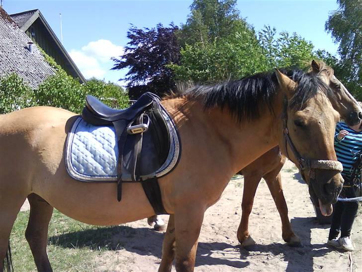 Anden særlig race teddy billede 15