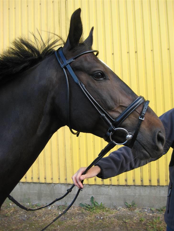 Oldenborg Salina - Nyt hovedtøj :D billede 17