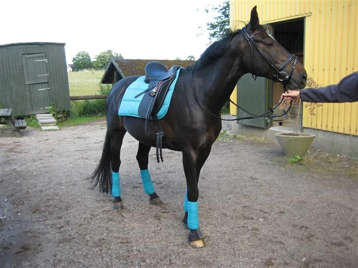 Oldenborg Salina - Flodhesten i sommerdress billede 18
