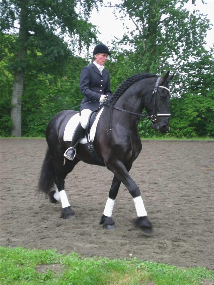 Frieser #DUSTIN#STER#***SOLGT*** - pravo dressur cup fyn. foto jasmin billede 14